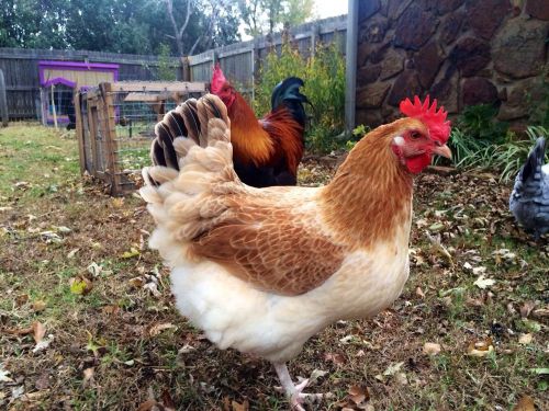 10+ French Wheaten Marans Hatching Eggs *Show Quality Stock NPIP