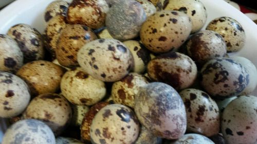 4 dozen (48+) coturnix quail eggs for sale