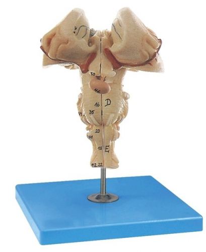 Brainstem Model in 2 Sections Medical Anatomical Model 112
