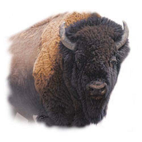 Buffalo bison heat press transfer for t shirt sweatshirt tote bag fabric 298a for sale