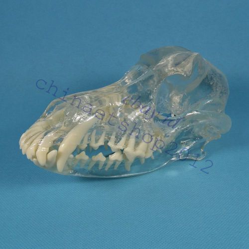 HS Canine Jaw skull Teeth CLEAR Model VET Anatomy dog display study teach dental