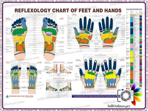 Reflexology new chart in english quick study academics teaching educational for sale