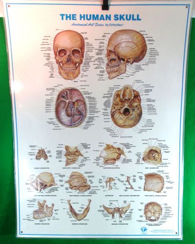 Human Skull Exam Room Poster Anatomical Medical Education Orthoflex Laminate Art