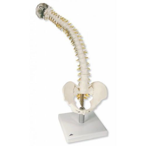 3B Scientific - Flexible Spine Model with Soft Intervertebral Discs VB84