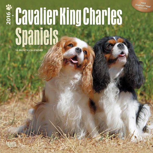 2016 Cavalier King Charles Spaniels Wall Calendar NEW DogDays app dog canine