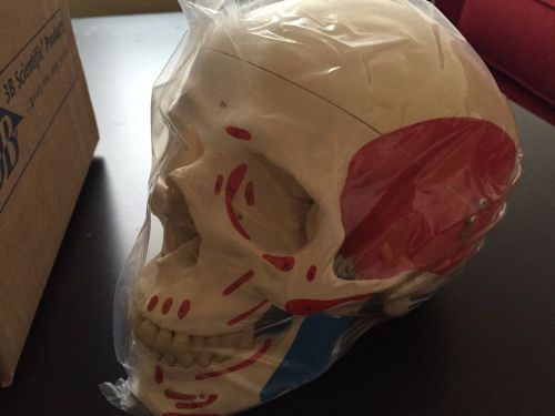 3B Scientific A23 - Classic Human Skull Model. Brand new in box - FREE SHIPPING