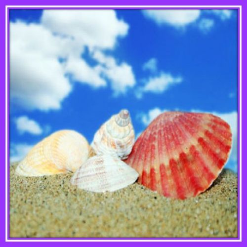 30 Custom Sea Shells on the Beach Personalized Address Labels