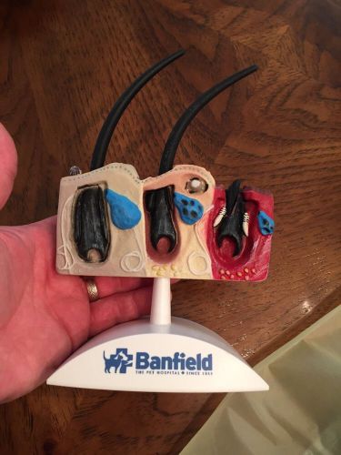 Future Vet Anatomical Model Dog Hair Veterinary Bag Banfield Model Rare Teaching
