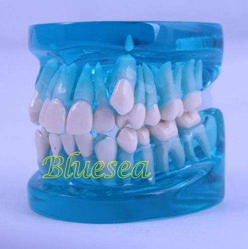 Dental Orthodontic Typodont Teach Study Teeth Model for Adult Demonstration B5