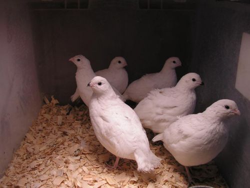 13 Rare Pure White Bobwhite Quail Hatching Eggs