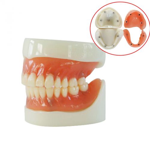 Dental Teach teaching Study Adult Standard Demonstration Teeth model new type