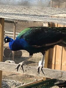 peacock peafowl hatching eggs.  4 Eggs!!!! ONE DAY SALE!!!  Read Description!