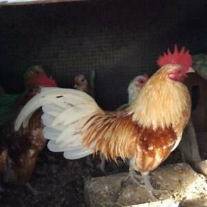 12+  golden neck old english bantam hatching eggs