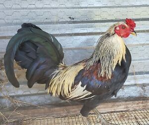 10+ Game Fowl Chicken Hatching Eggs. Fertilized. Fresh  Gamefowl