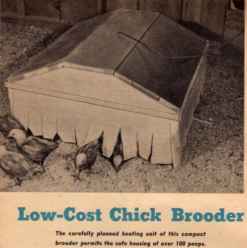 HOW TO BUILD A LOW COST CHICK BROODER CHICKEN COOP EGGS