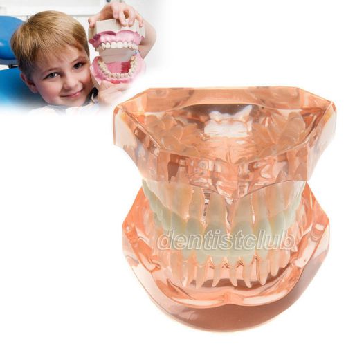 New Dental Study Teaching Teeth Model Adult Typodont Model #7006-1 free shipping