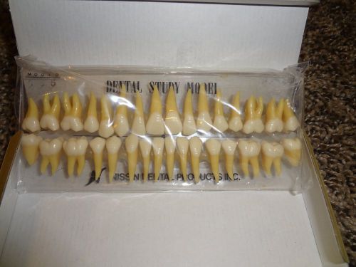 Dental Hygiene 32 teeth anatomical study model