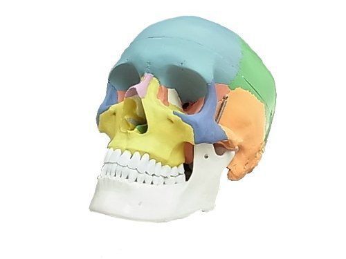 Skull model temporomandibular joint dental otolaryngology ophthalmology,