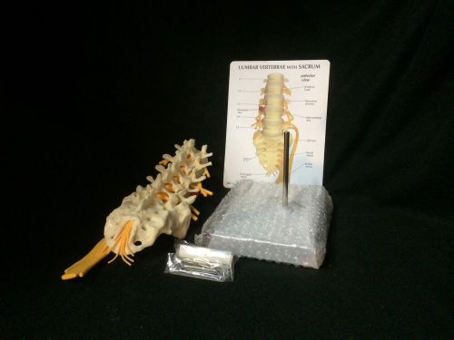 GPI #1700 5pc Vertebrae with sacrum Vertebral Column Spine Anatomical Model