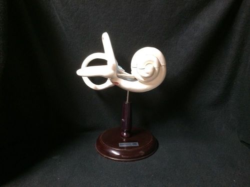 Vintage Clay Adams - Human Inner Ear Labyrinth Anatomical Teaching Model on Base