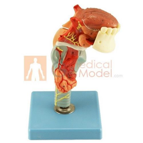 Functional Medical Anatomical Human Larynx&amp;Tongue and Teeth Model 18*6.5*10cm