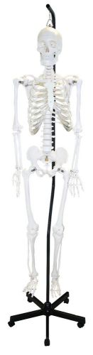 Walter products full size human skeleton hanging 66&#034; (168 cm) for sale