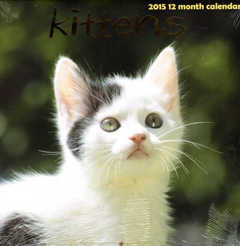 Kittens - 2015 12 Month Wall Calendar - NEW 2015