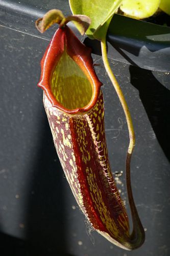 Fresh rare nepenthes lowland maxima (b)-(15+ seeds) hot item, carnivorous plant! for sale