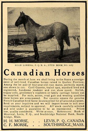 1907 ad roan lorena french candadian horses morse levis - original cl8 for sale