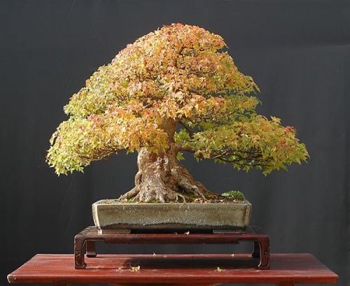 Fresh rare acer buergeranum (trident maple bonsai) (10 seeds) fantastic, wow!!! for sale