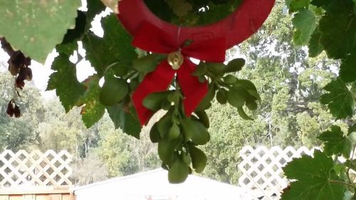 Holiday Decor Christmas Mistletoe Sprig Live Plant with attached bow &amp; gold bell