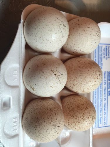 Narragansett Turkey Hatching Eggs 6