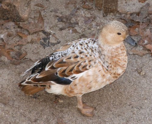Call duck eggs 12 ++ . from small calls ducks &amp; crested short beaks for sale