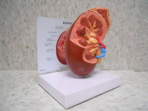 Kidney Anatomical Model Renal Anatomy with Key Card  LFA #3250 **