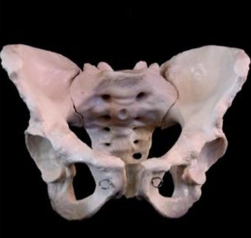 Life Size Adult Female Pelvis Anatomical Skeleton