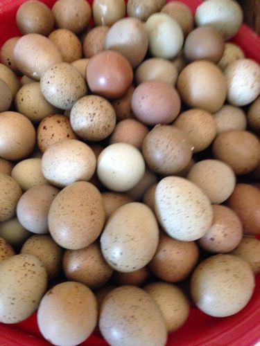 Button Quail hatching eggs 18 eggs plus 2 extra