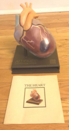 1977 Rare Vintage Medical Model Heart Anatomy Merck Drug Advertisement Aldomet