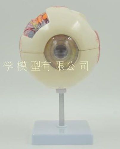 6:1 Human Anatomical Eyeball Dissection Medical Organ Teach Model 101