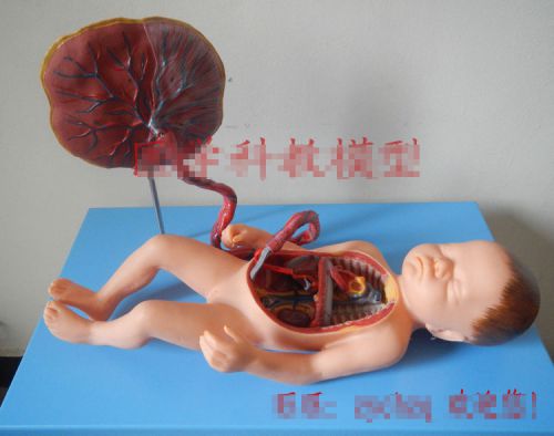 Anatomy Model of Fetus with Viscus and Placenta Newborn Baby Brand New 108