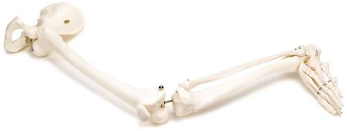 3b scientific a36l left leg human skeleton with hip bone anatomy medical school for sale