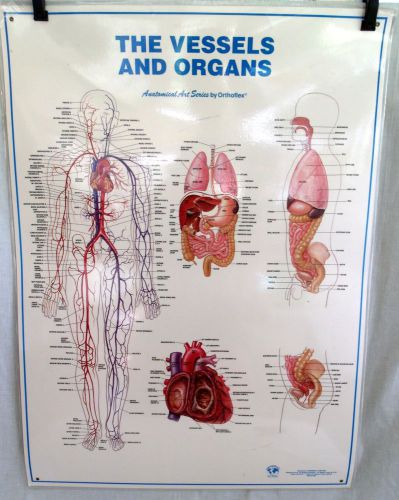 Vessels &amp; Organs Exam Poster Anatomical Medical Education  Orthoflex  27&#034; x 36&#034;