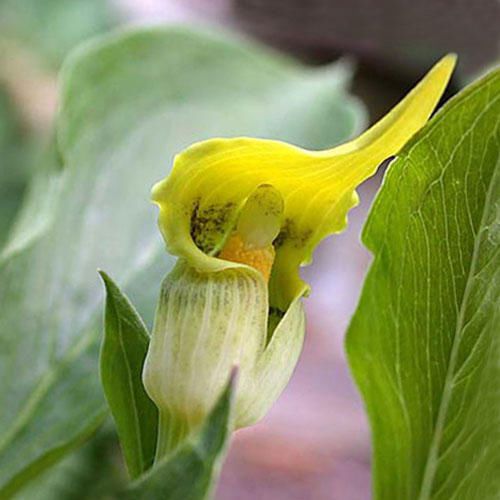 Fresh Exotic Arisaema &#034;flavum&#034; (Cobra Lily)-(10 Premuim Seeds) Tuber,WOW, L@@K!!