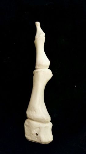 Sawbones Human Skeleton Hallux Toe Phalanges Anatomical Model