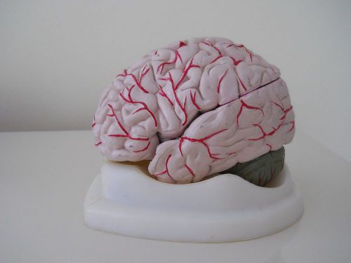 8-Part Anatomical Model of Human Brain with Arteries