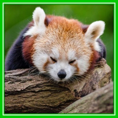 30 Custom Red Panda Personalized Address Labels
