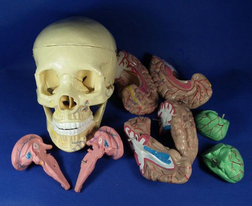 Human Skull brain teeth Anatomy Medical Model &amp; Bones LifeSize teaching educatio