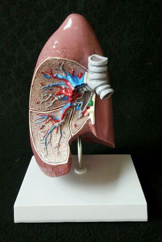 GPI #3100 Lung Anatomical Model