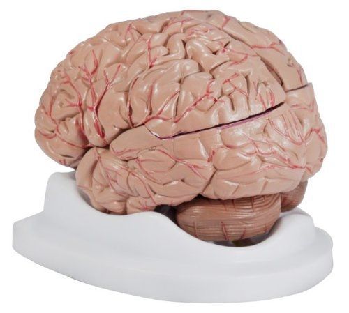 Anatomical Chart Company Budget Brain With Arteries Model