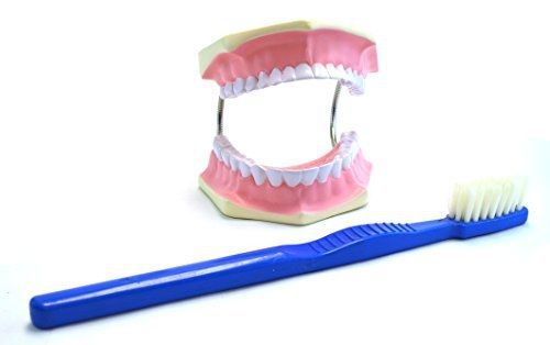 EISCO Eisco Labs Giant Dental Care Model, Teeth and Gums with Giant Tooth Brush,