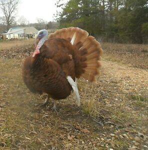Bourbon Red Turkey Hatching Eggs 3+